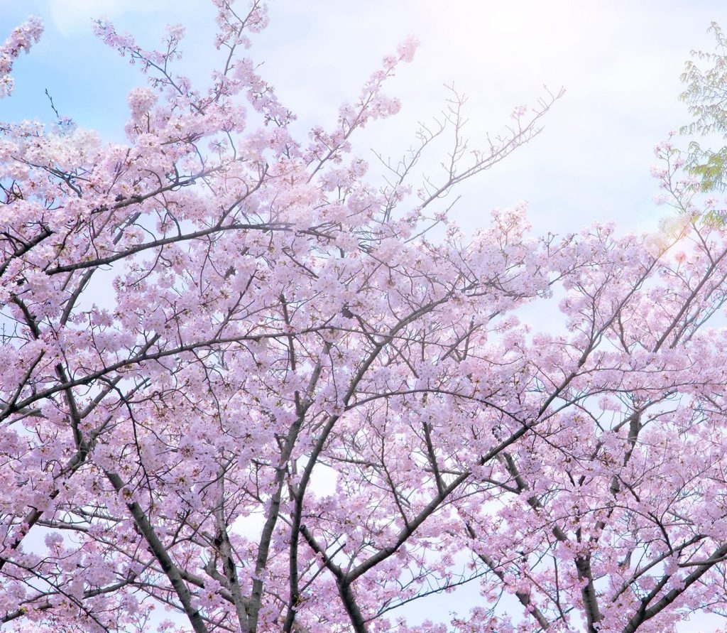 ヒーリングセラピスト身心聴誠使